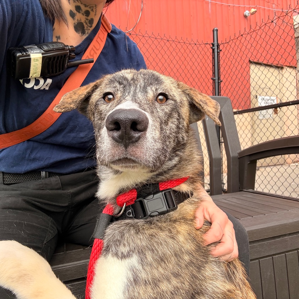 Fazo — thumbnail 3