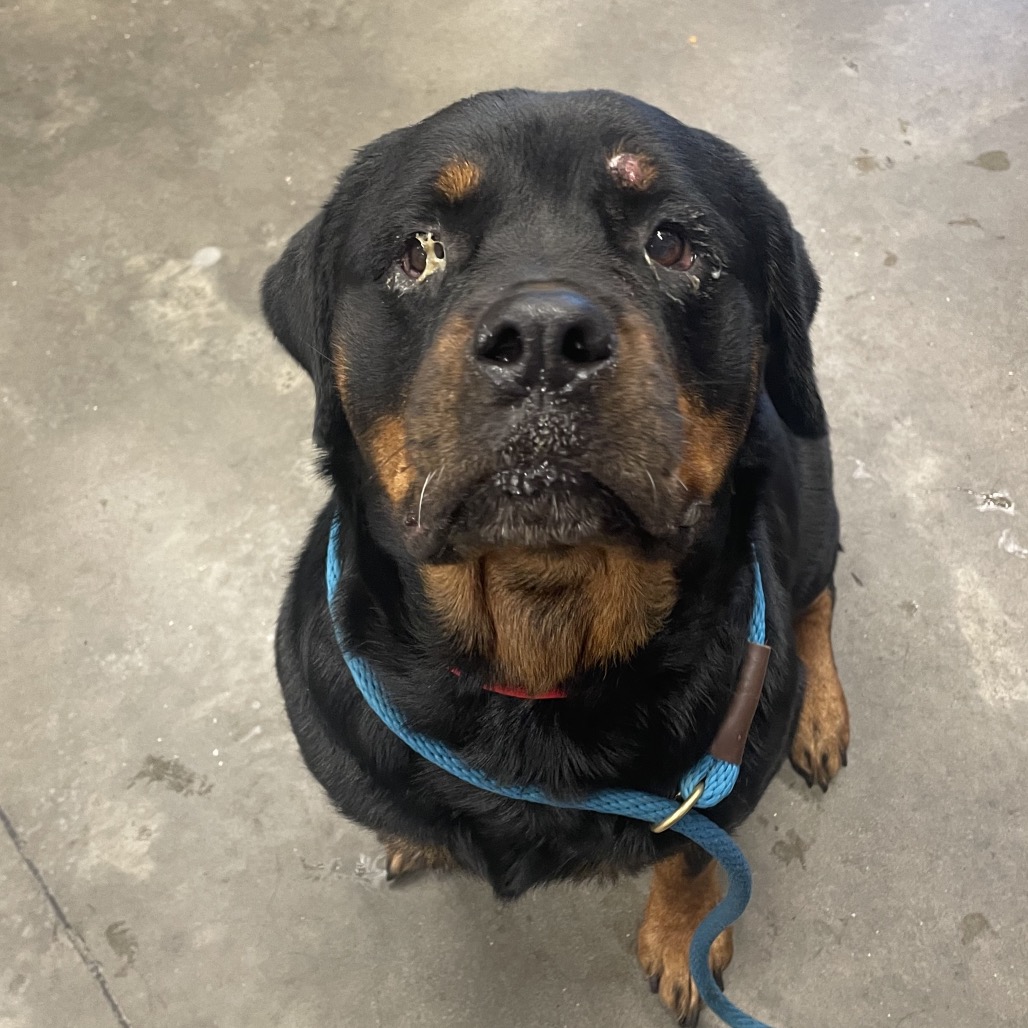 Maple — thumbnail 2