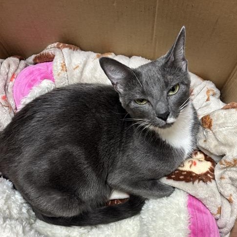 MS. BIRDIE - Domestic Shorthair available for adoption