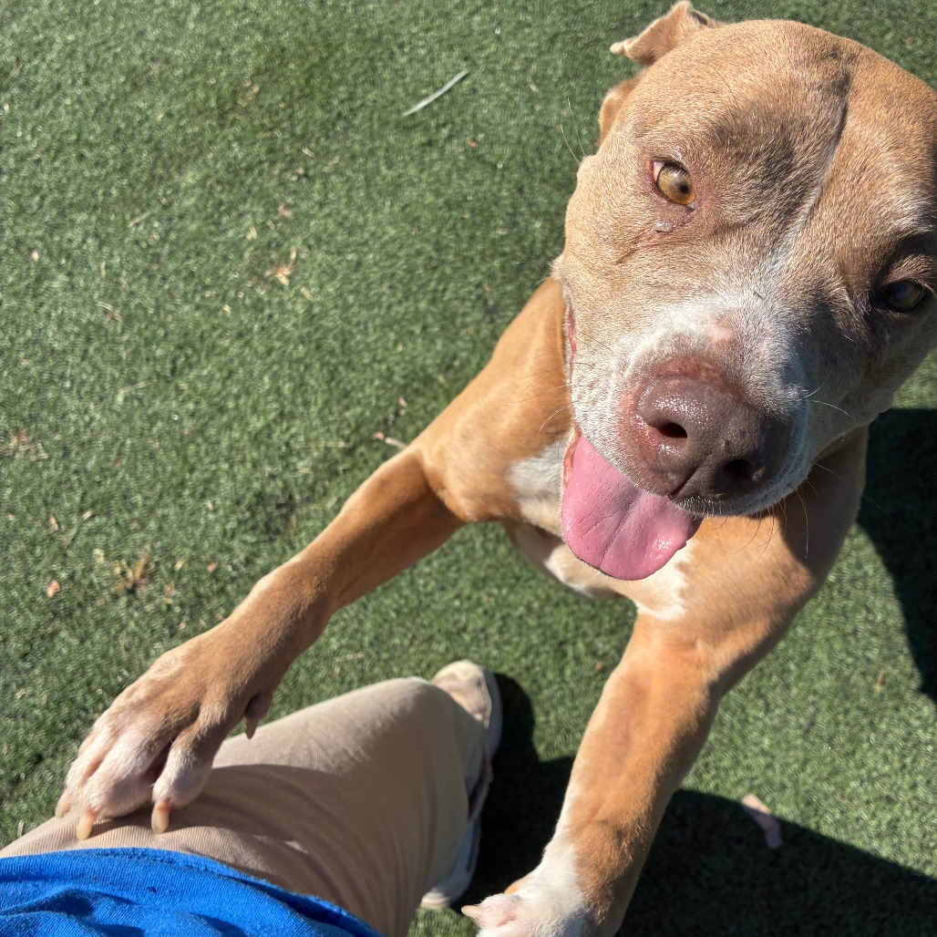 Olive (Formerly Copper), photo 19
