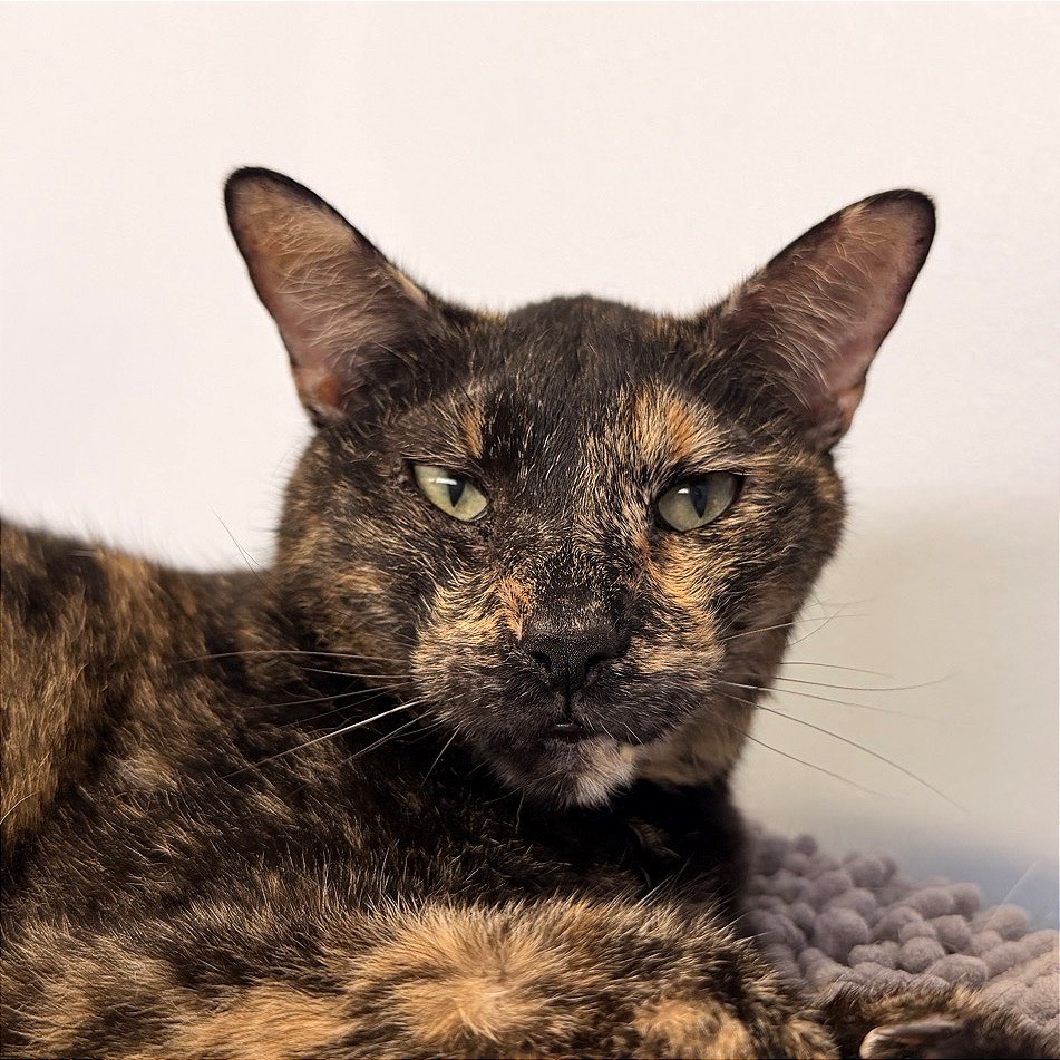 PIXEL - Domestic Shorthair for adoption in Fort Lauderdale