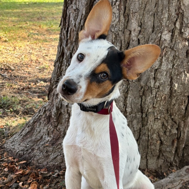 Baxter, photo 9