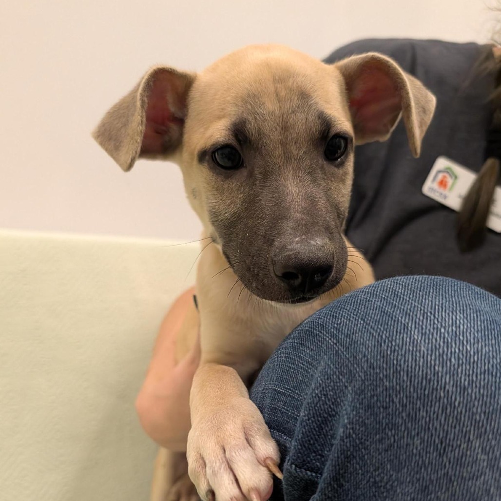 ALMOND - Mixed Breed (Medium) available for adoption
