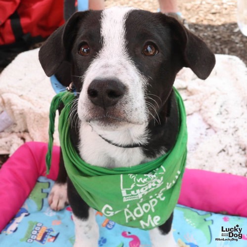 JOSH - Retriever / Labrador available for adoption