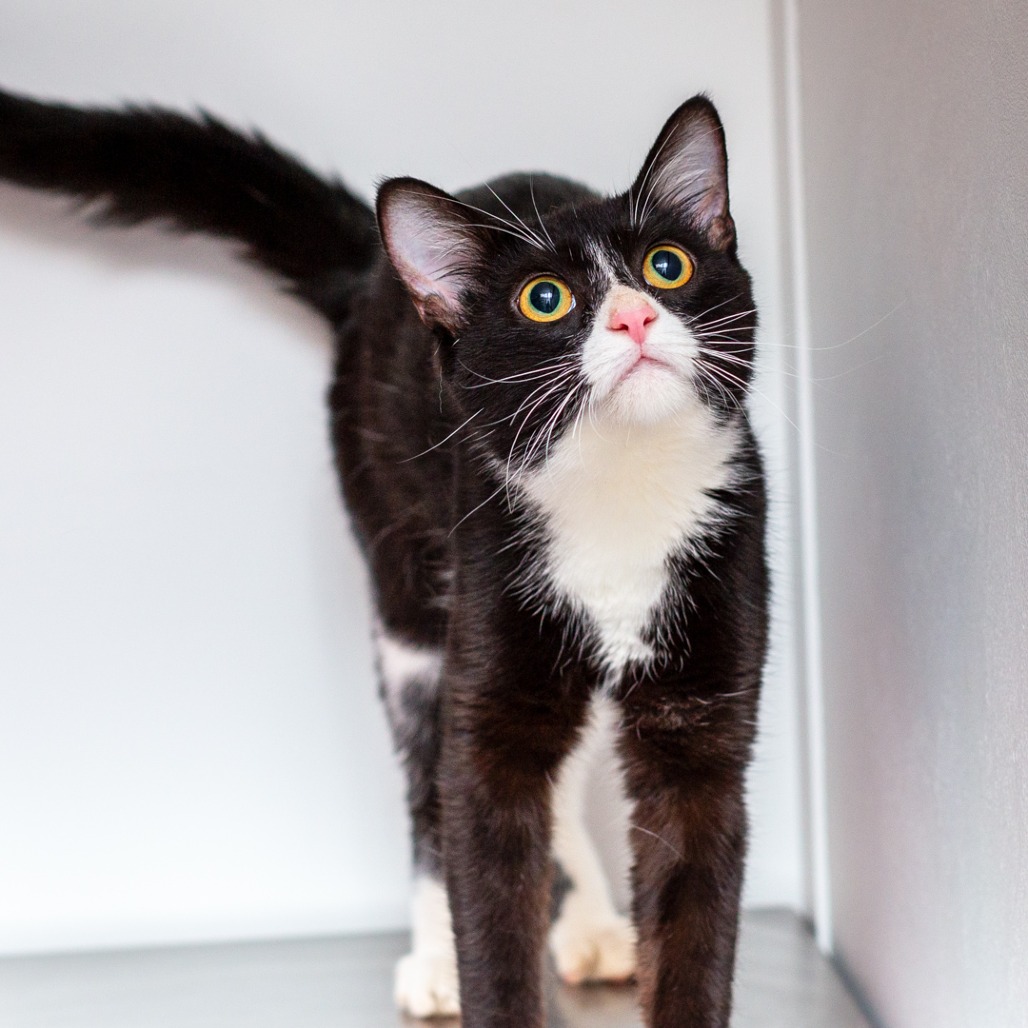 VOGUE - Domestic Shorthair available for adoption