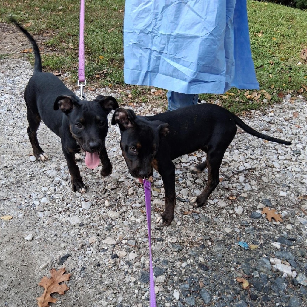 ANIMAL - Terrier / American Pit Bull available for adoption
