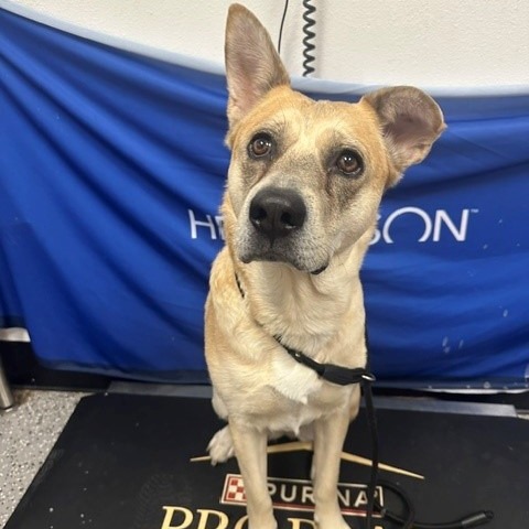 EZRI - Shepherd / Mixed Breed (Medium) available for adoption