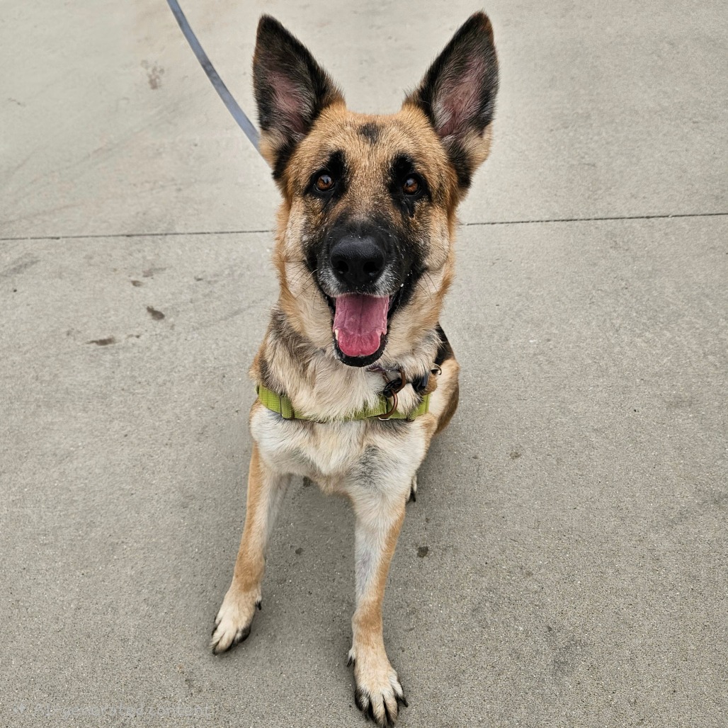 Roxie, photo 5