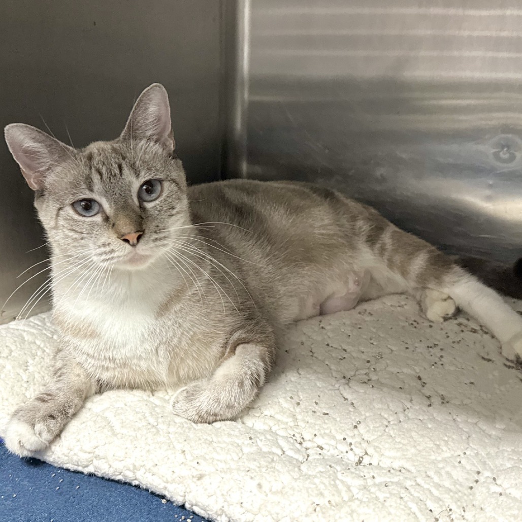 MOON BEAM - Siamese available for adoption