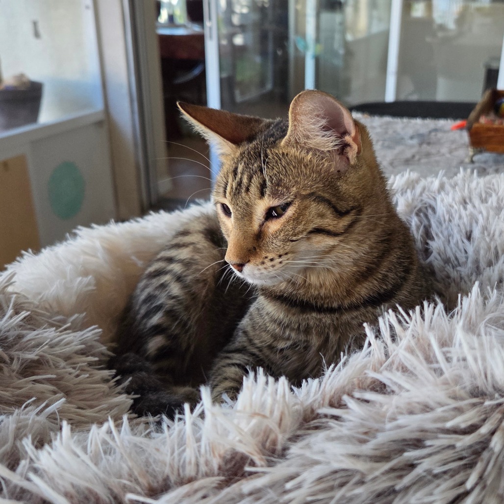Available for Adoption | CCOPC