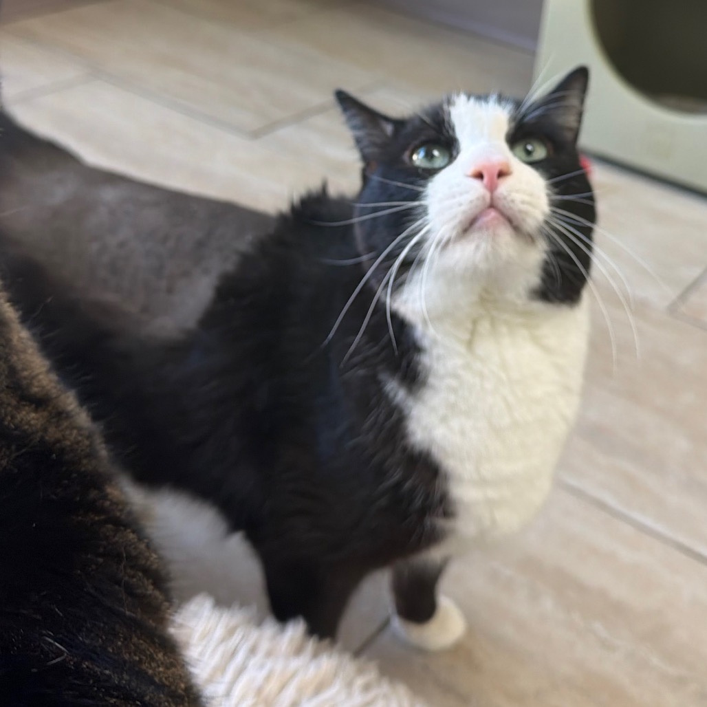 Tux, photo 7