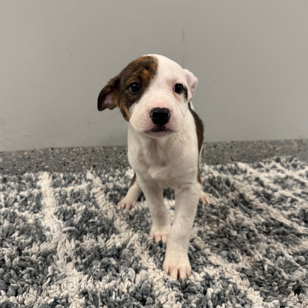 LAVA CAKE - Terrier / Mix for adoption in Dayton
