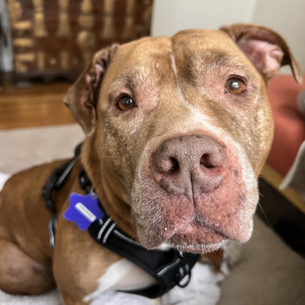 Gertrude — thumbnail 2