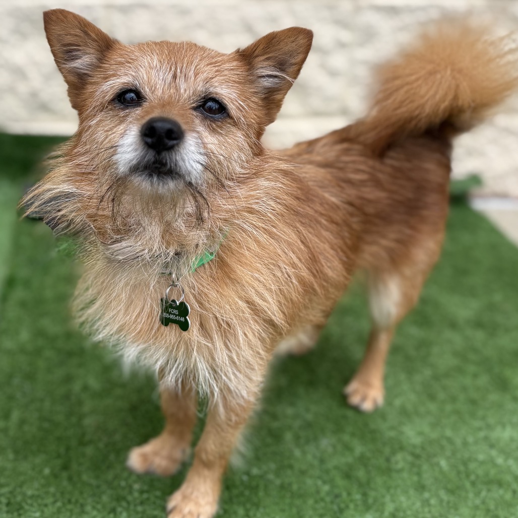 Chico is available for adoption at Full Circle Rescue and Sanctuary