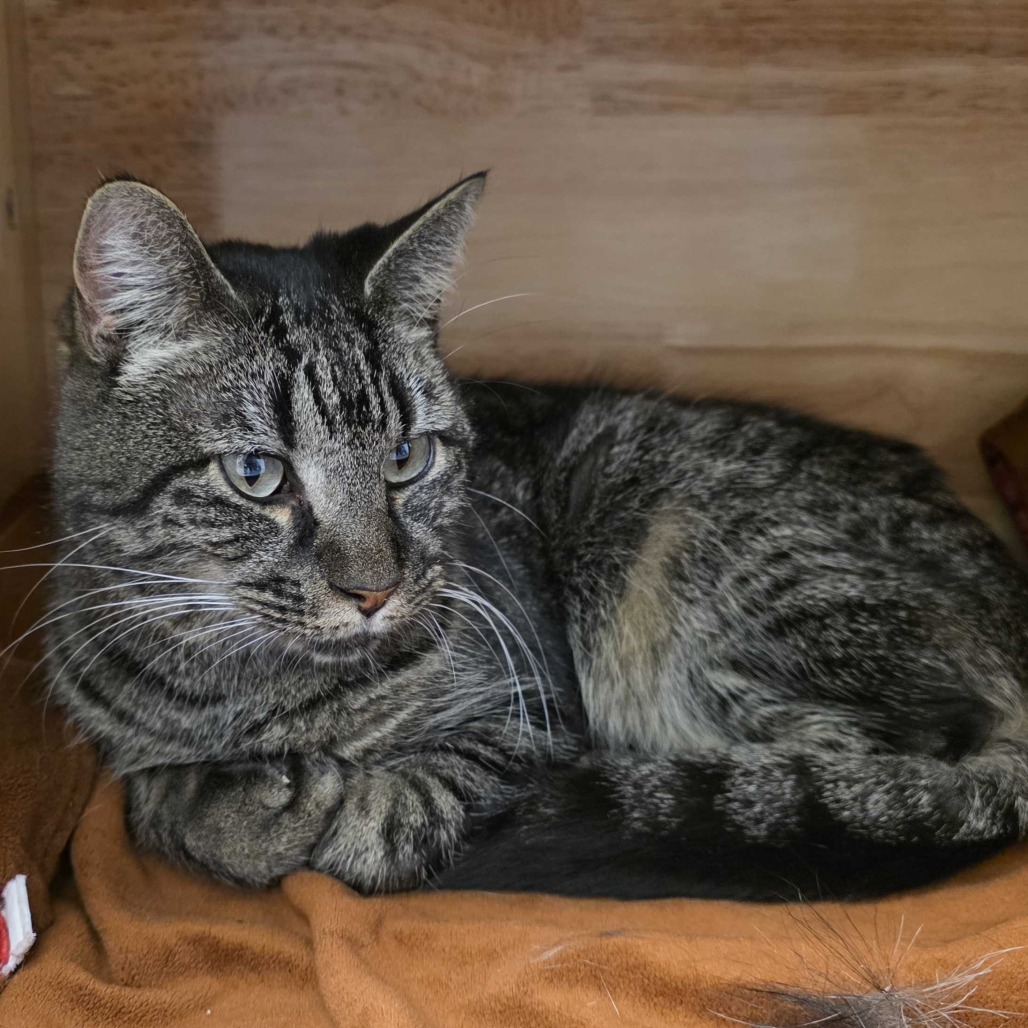 Klaus — thumbnail 5