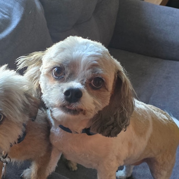Bandit, a Shih Tzu / Mix