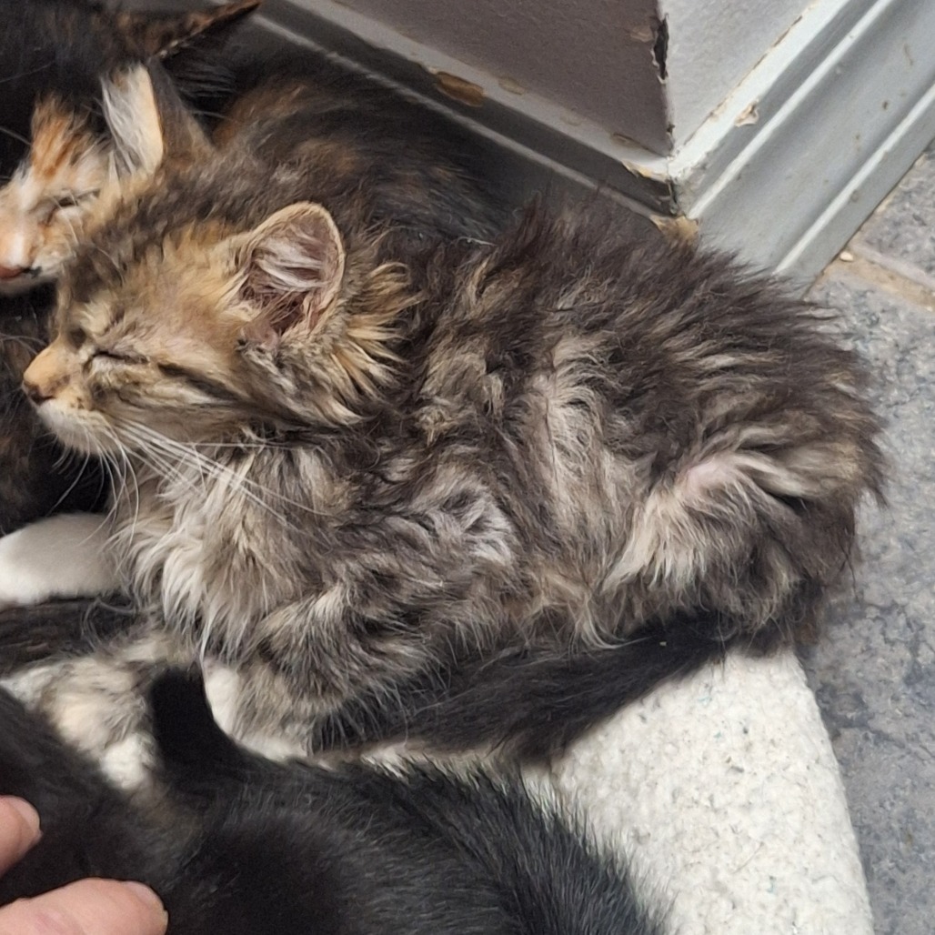 APPLE JACK - Domestic Medium Hair available for adoption