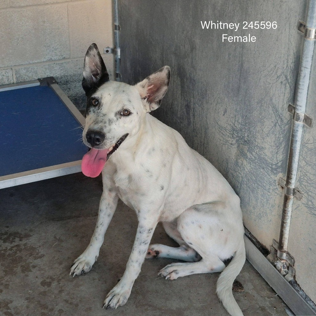 WHITNEY - Terrier / Pit Bull available for adoption