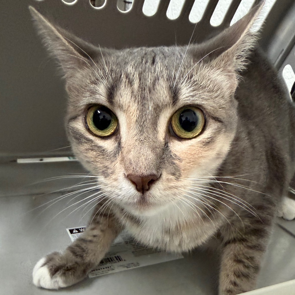 MAYU - Domestic Shorthair available for adoption