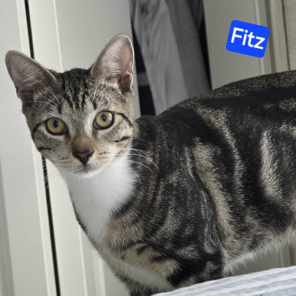 Fitz