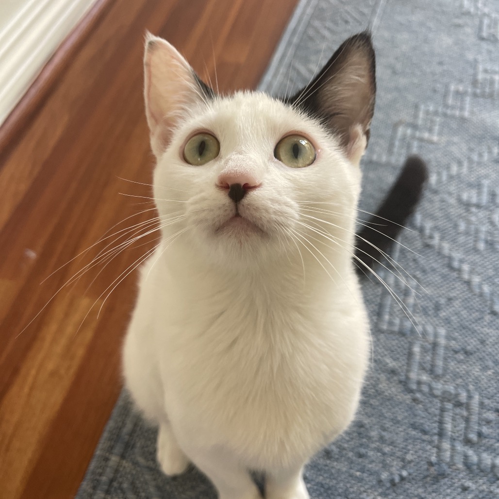 Lily, photo 18