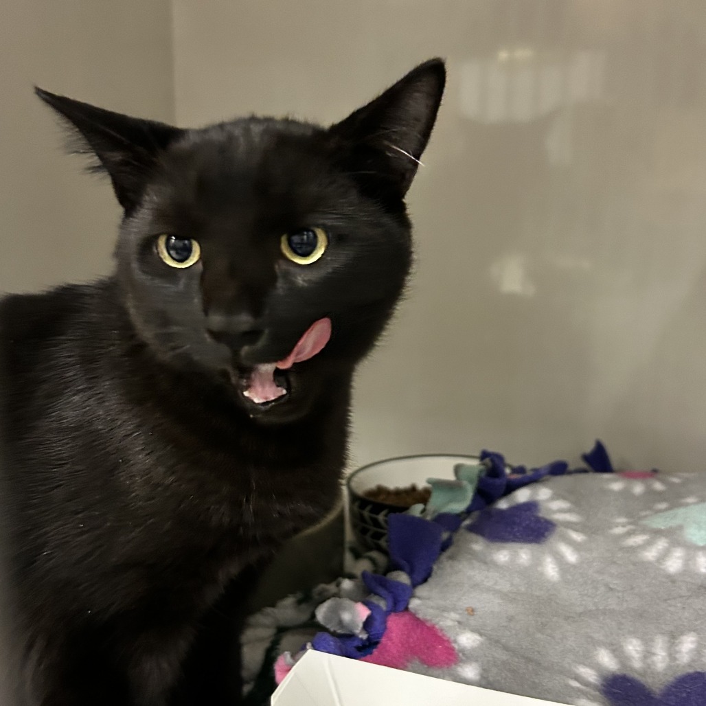 Waffle - Domestic Shorthair