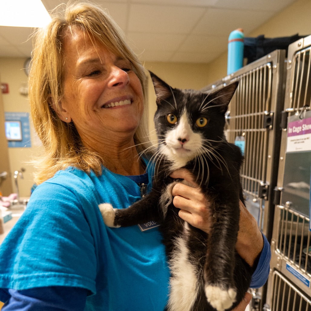 OFF THE CLOCK - Domestic Shorthair available for adoption