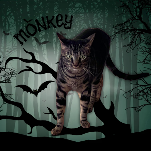 MONKEY - Domestic Shorthair available for adoption