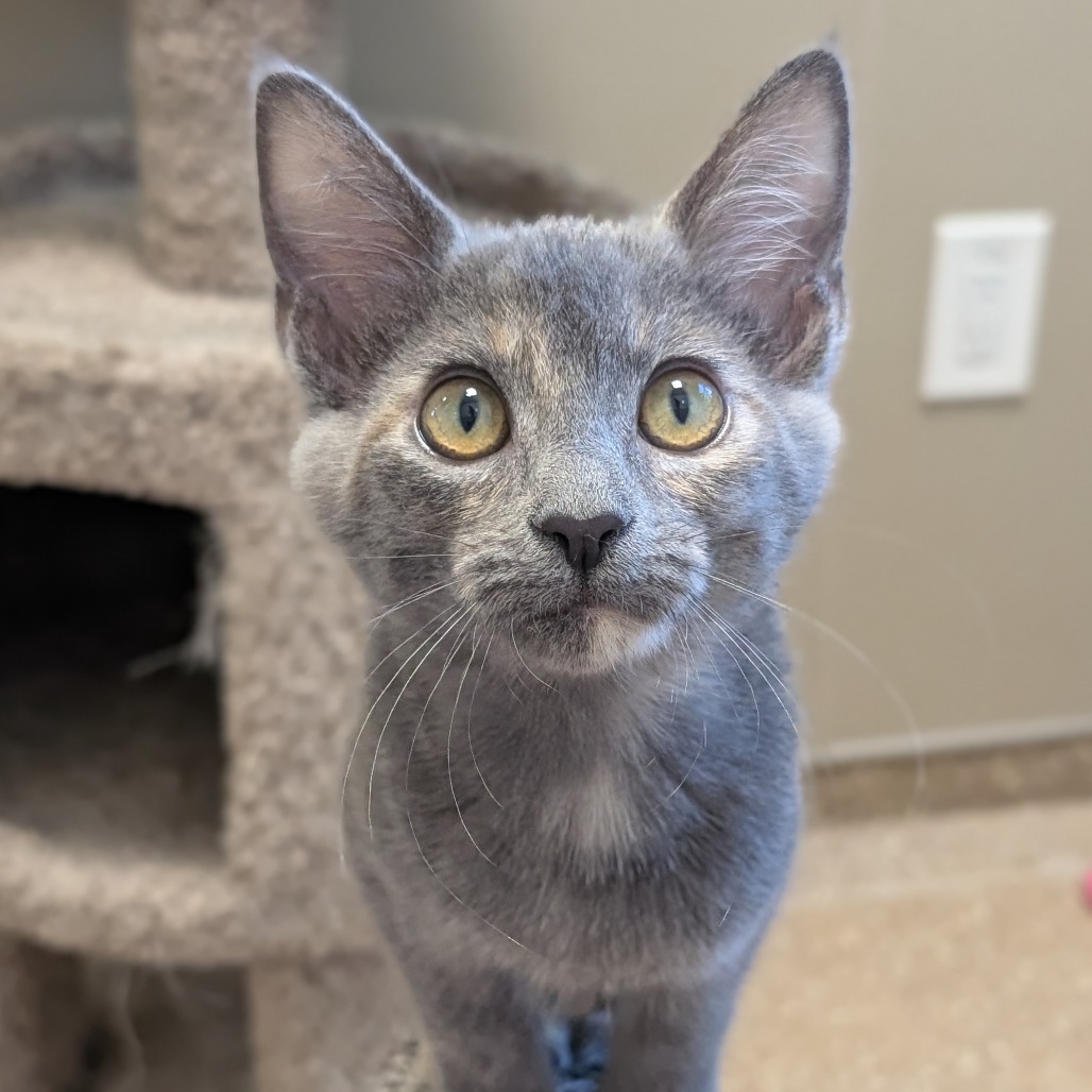 ROSE (BONDED WITH DOROTHY) - Domestic Shorthair available for adoption