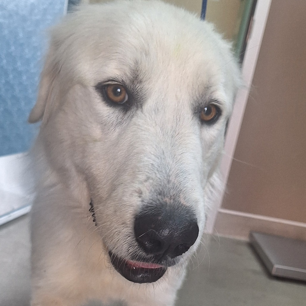 Kennel#27 Lola's preview photo