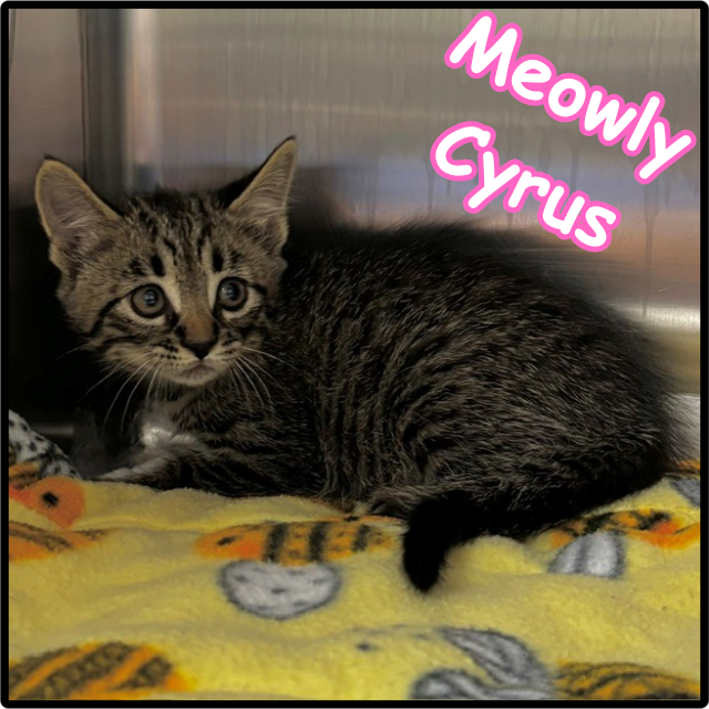 Meowly Cyrus C12280