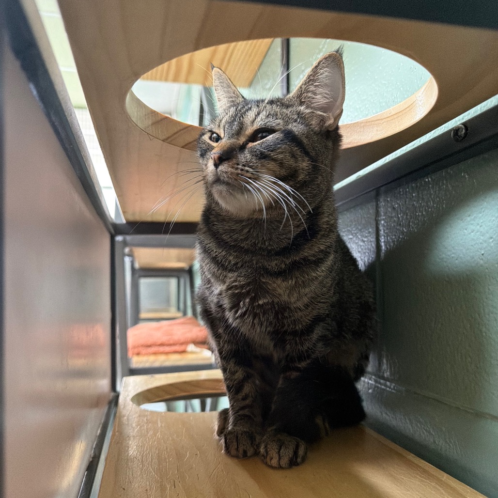 Yzma, photo 6