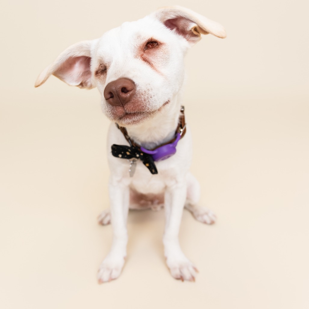 DARE DEVIL - Chihuahua available for adoption