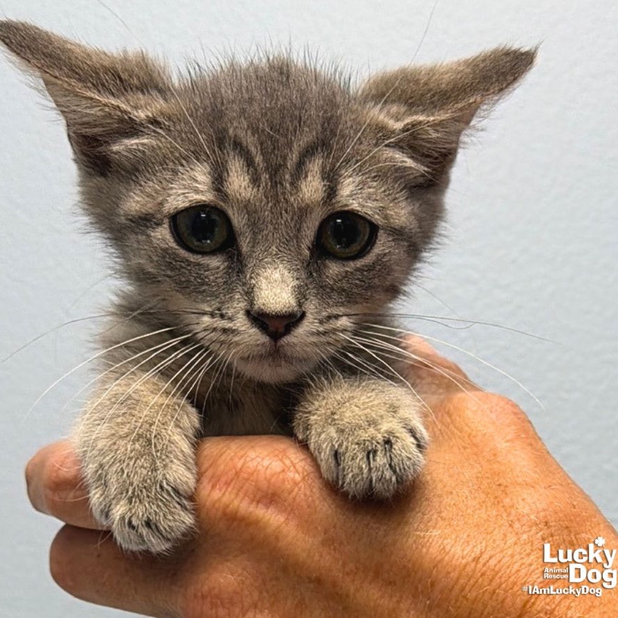 ARIEL - Domestic Shorthair available for adoption