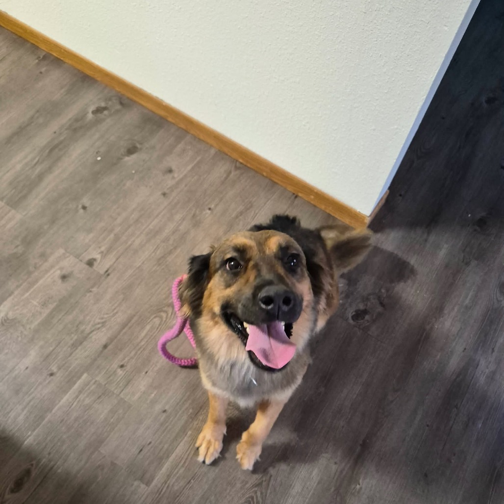 Elara--In Foster, photo 2
