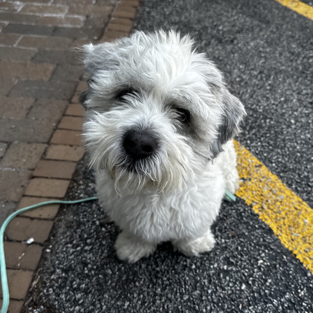 Cooper