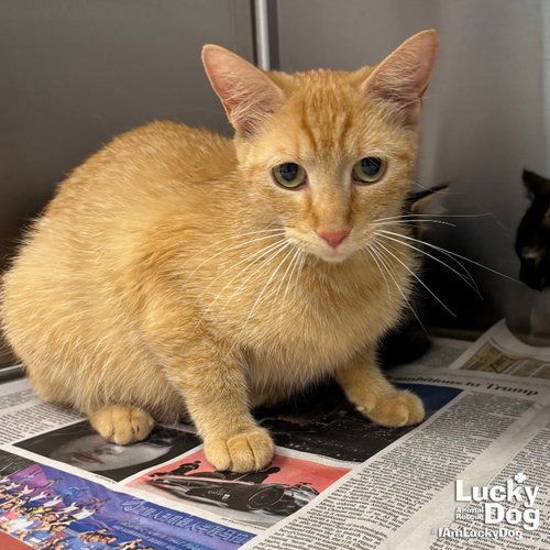 BAMBI - Domestic Shorthair available for adoption