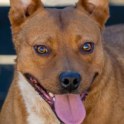 Sparky, photo 6