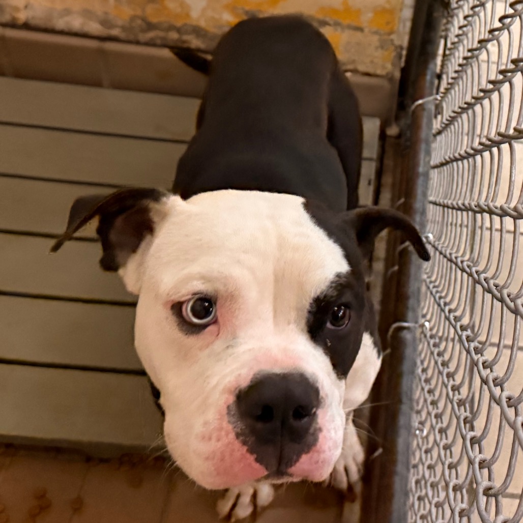 Woody