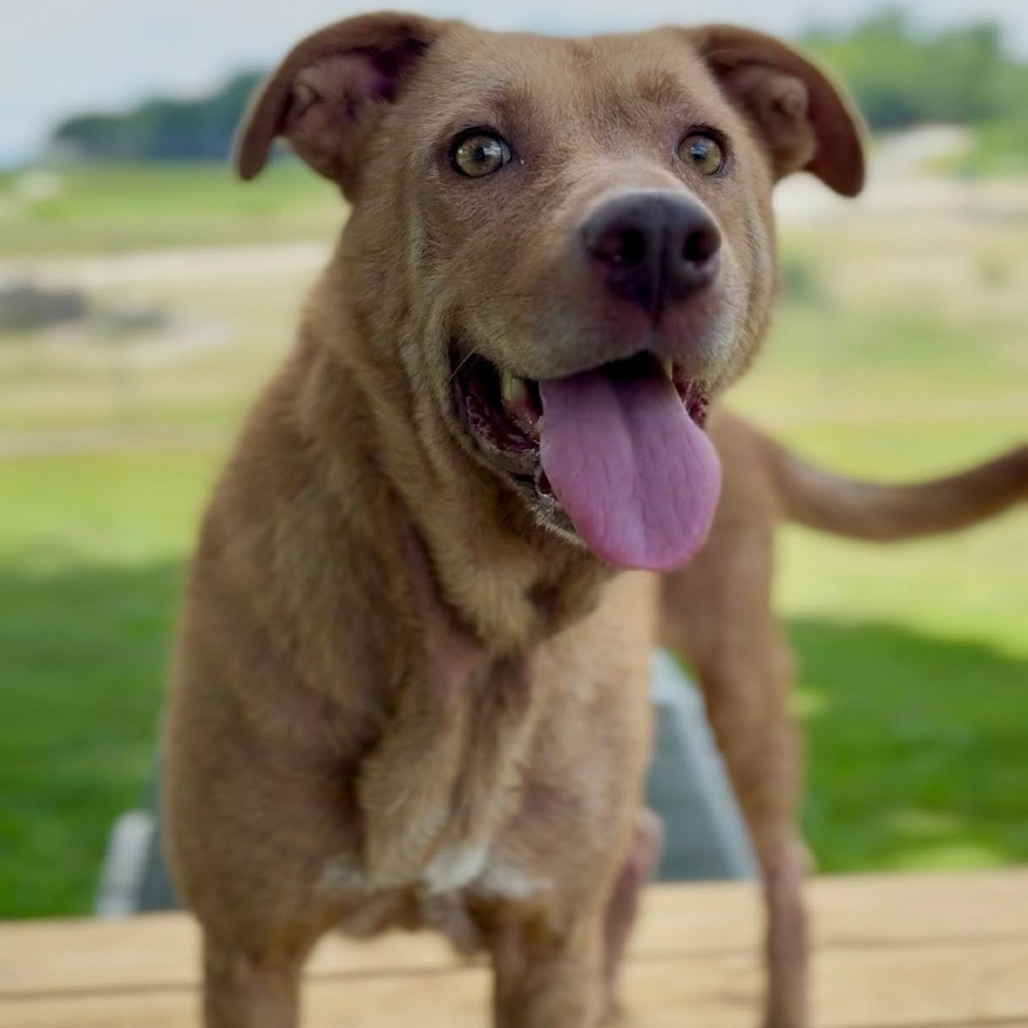 DUTCHESS - Mixed Breed (Medium) available for adoption