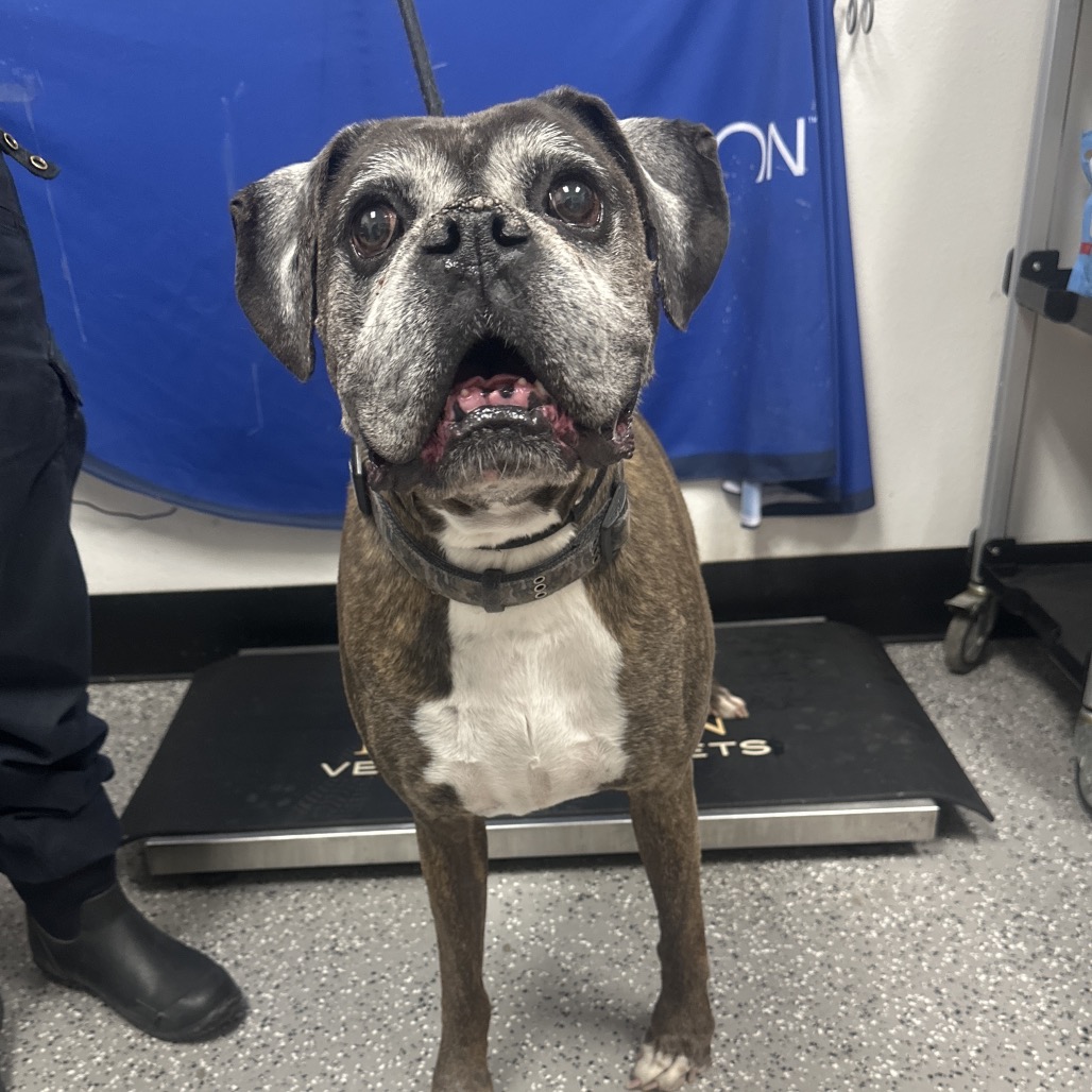 Samson — thumbnail 2