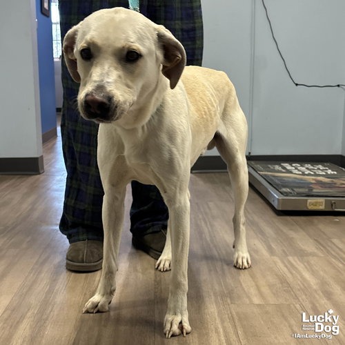 JAMES EARL BONES - Retriever, Labrador / Mix available for adoption