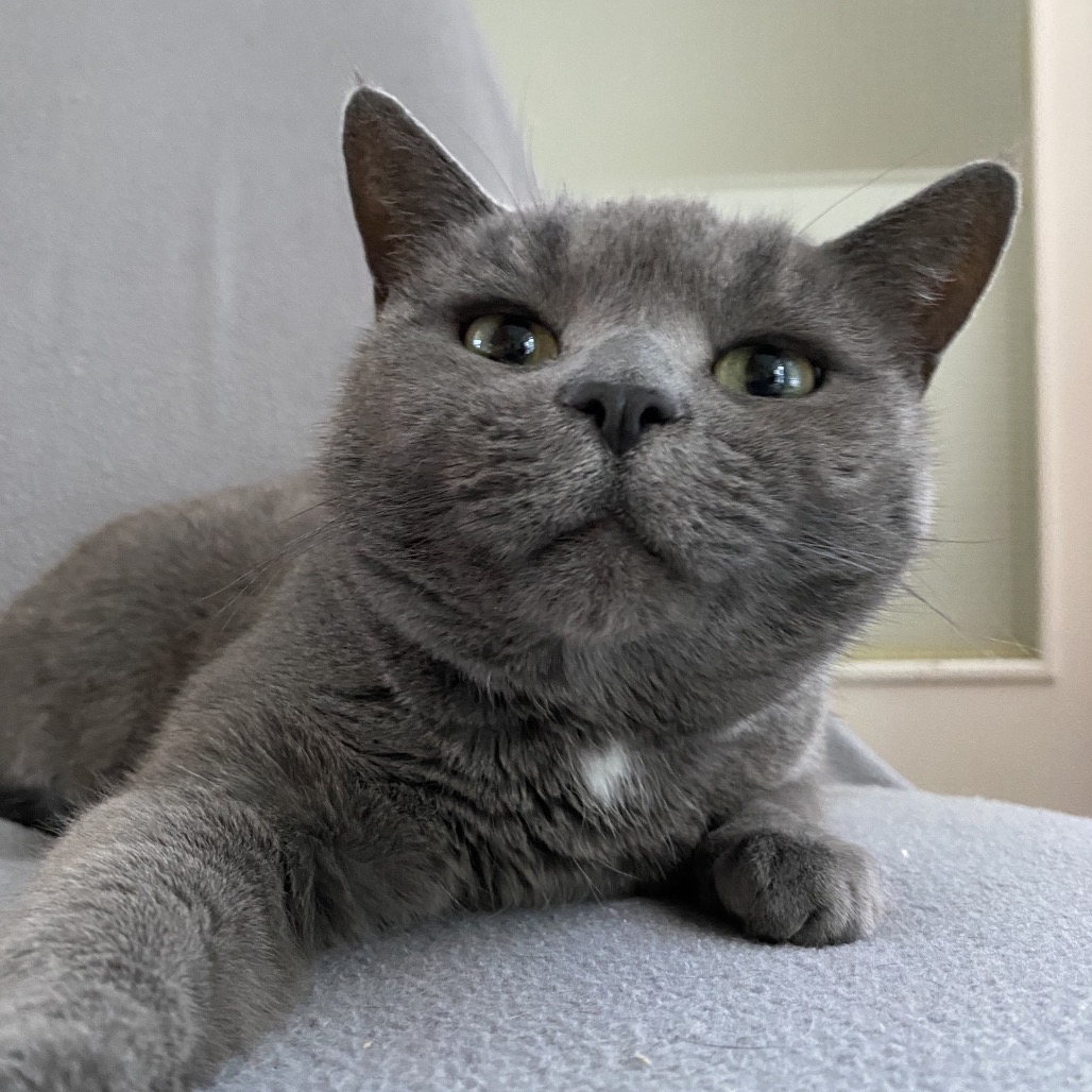 Daphne — thumbnail 3