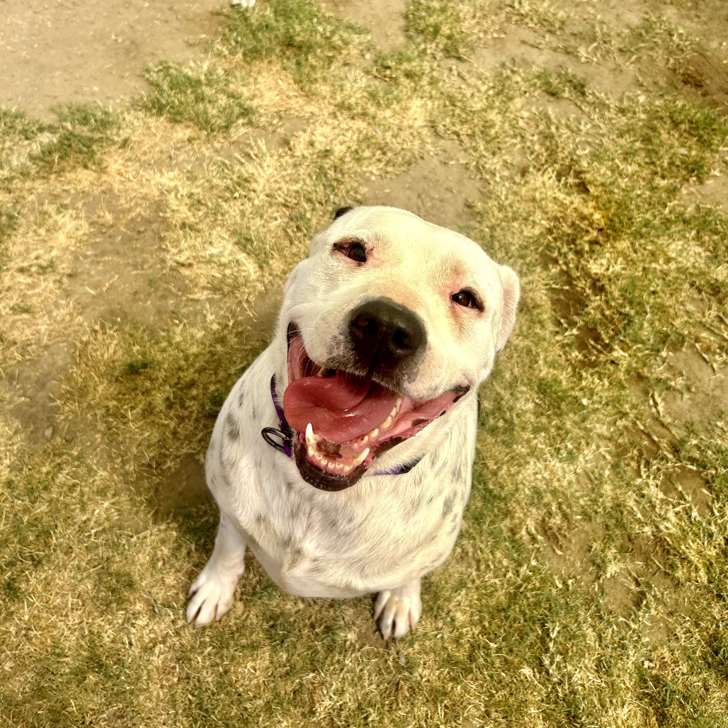 Georgie, photo 8