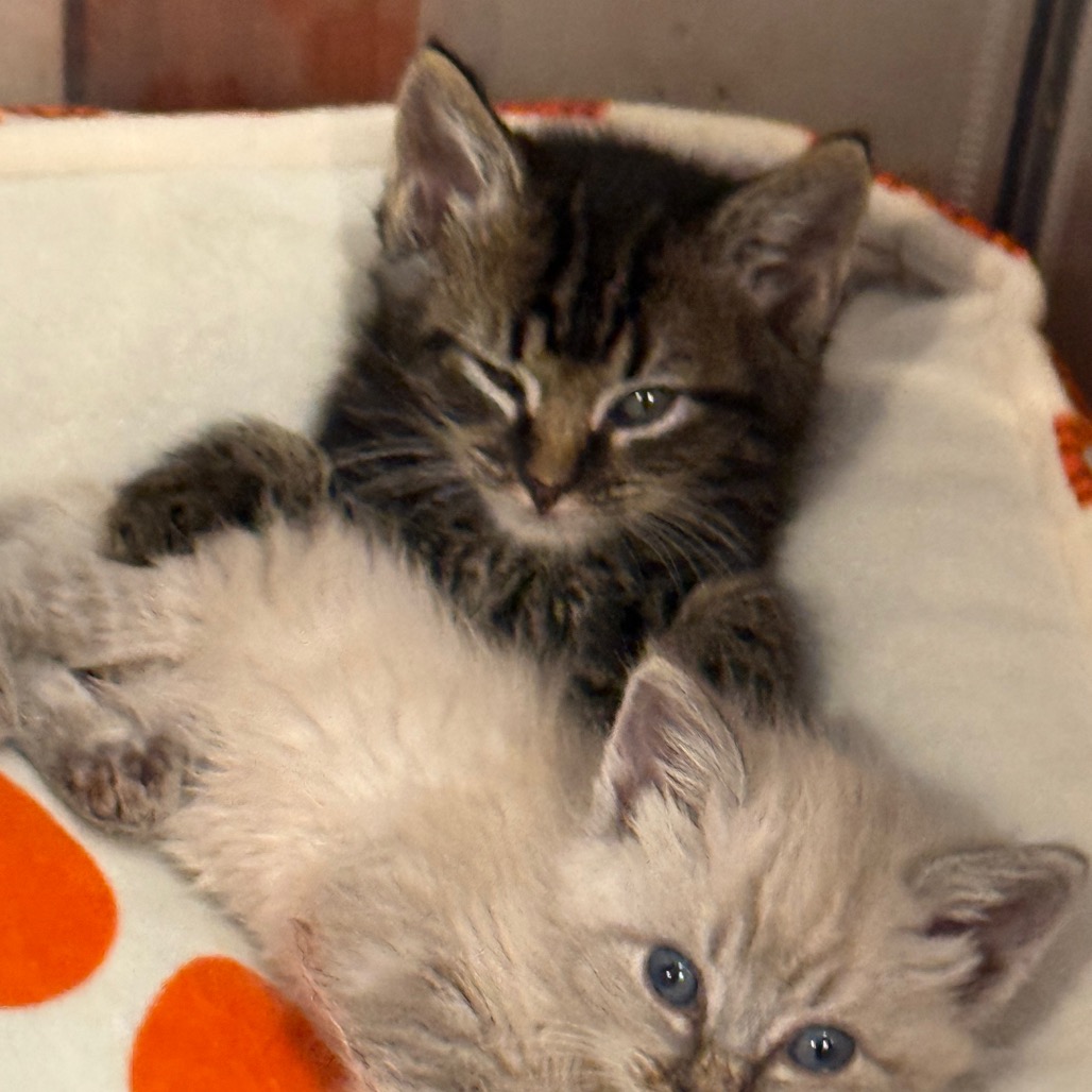 STORM (AVAILABLE 8/4) - Domestic Medium Hair / Unknown available for adoption