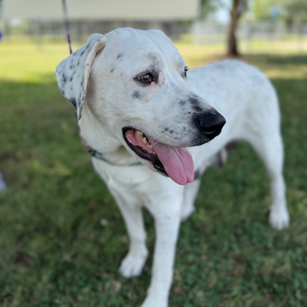 Daisy