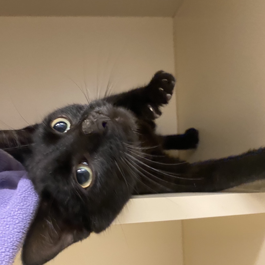BISCOTTI - Domestic Shorthair available for adoption