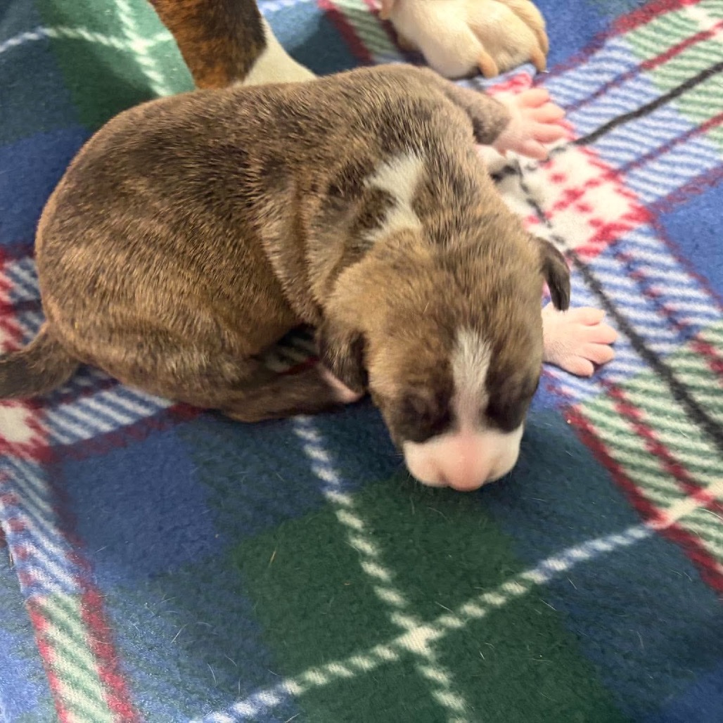 Fescue, an adoptable Mixed Breed (Medium)