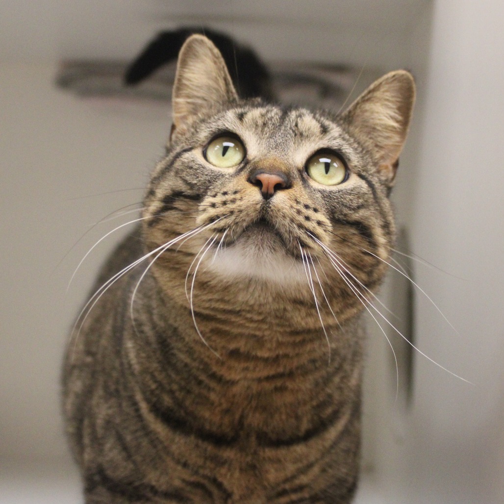 Evangeline — thumbnail 5