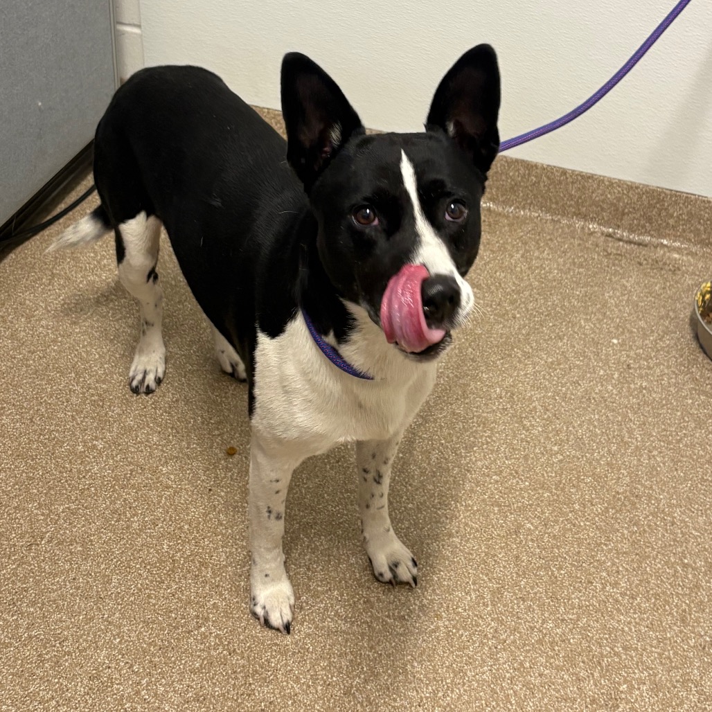 BLOOMFIELD - Basenji / Terrier available for adoption